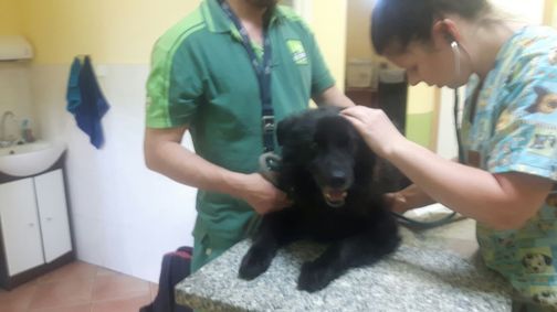 fettgeschwulst hund entfernen kosten